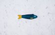 画像1: Don fisher ドンフィッシャー　魚　ポーチ アラスカ　Navy Blue Herring キーリング付 (1)